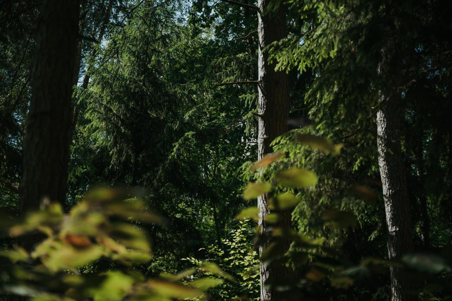 Forest Cabin - 50Min Od Warszawy Wola Polska Buitenkant foto